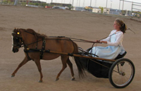 mini horse pulling cart